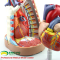 HEART14 (12490) Modelo do Sistema Respiratório Humano do Mediastino com Anatomia do Coração para Doutores do Coração